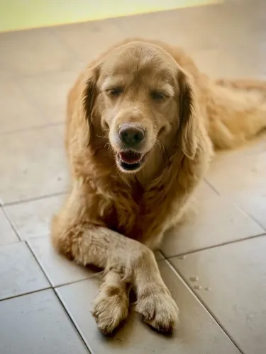 Golden Retriver