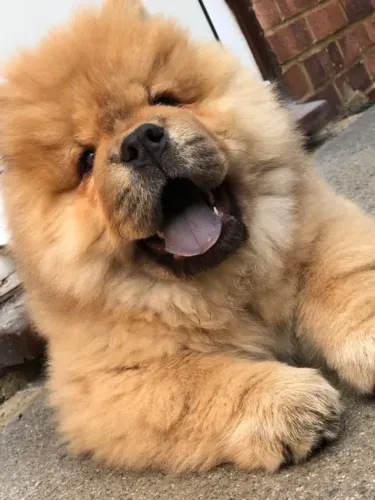 Chow chow filhote
