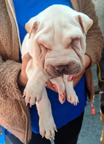 Filhotes de cachorro sharpen 