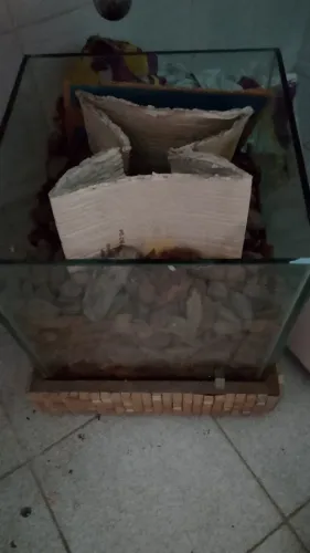 vaso de planta