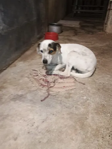 Doação de pet
