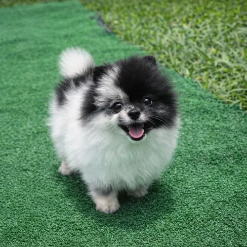 Spitz alemão fêmea pedigree cbkc em 10x sem juros