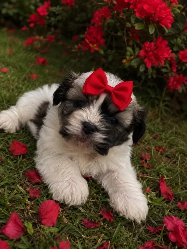 Super brincalhona filhote de Lhasa apso fêmea 