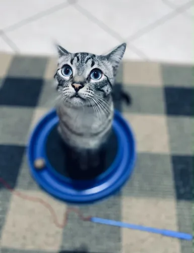 Doação de gato