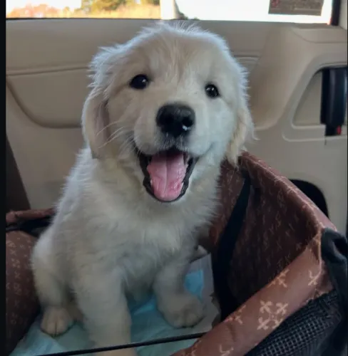 filhote Golden Retriever, Dê um lar para um filhote e ganhe um amigo fiel para sempre!