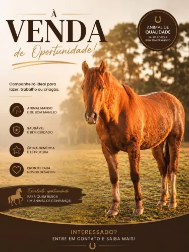 Cavalo Criolo 