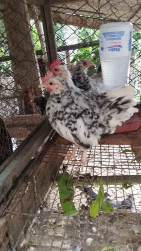 Mini ganizez carijós 