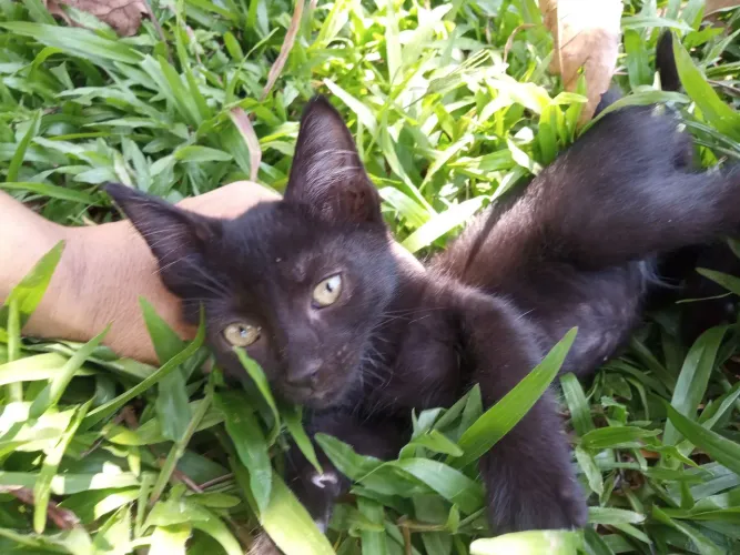 Doação gato
