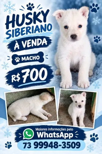 Husky siberiano