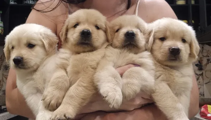 Vendo raça golden retriever 