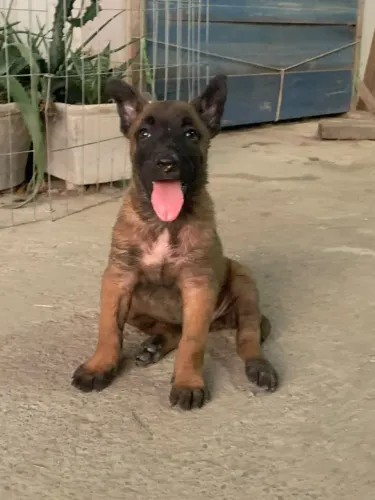 Pastor belga malinois 