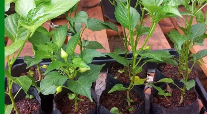 Mudas de pimenta biquinho