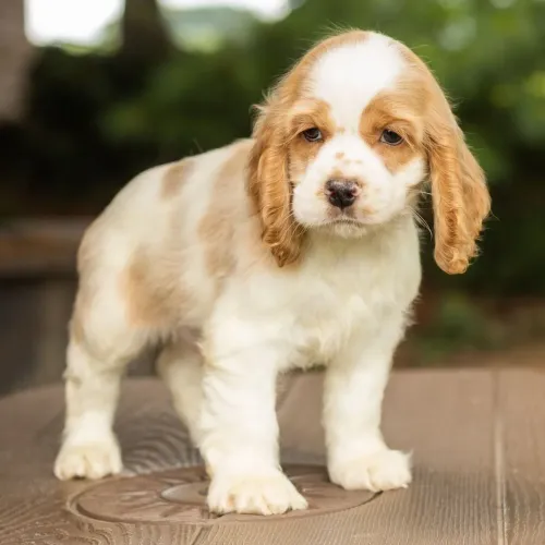 Cocker Spaniel Inglês: Com linhagem impecável 