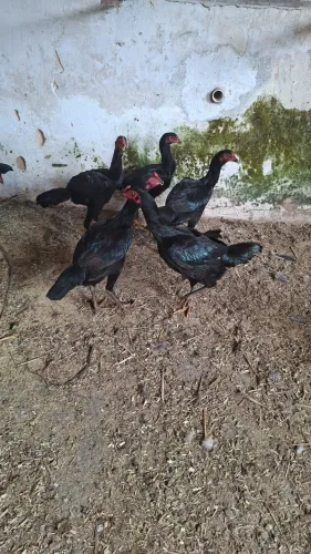 Vendo galinha caipira legítima!!!