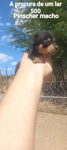 Machinho