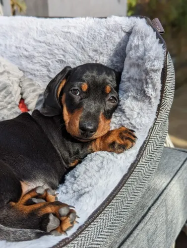 Dachshund Mini um amor promoção hoje fêmea
