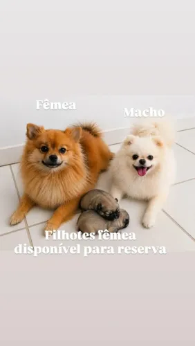 Filhote lulu Pomerânia