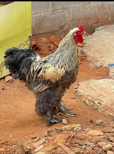 Vendo casal de Brahma já adulto