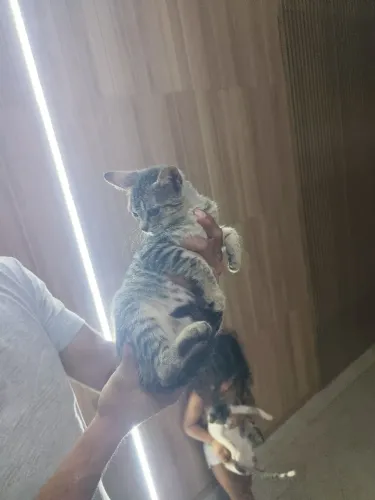 Gatos para adoção