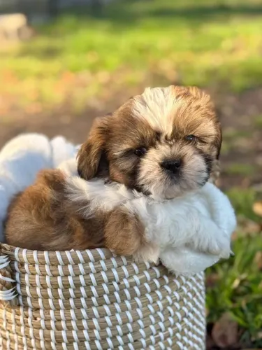 Filhotes de Shih Tzu | Um parceiro cheio de alegria contagiante