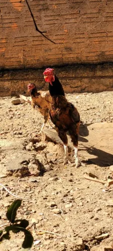 Frango caipira de qualidade 