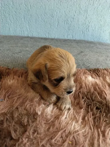 Vendo filhote de Lhasa Apso com PAI DESCONHECIDO 200 reais..