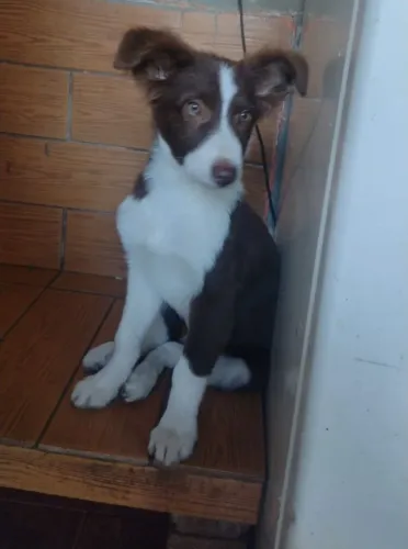 FILHOTES DE BORDER COLLIE
