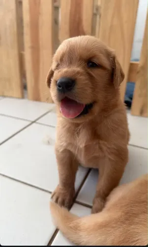 Golden retriever