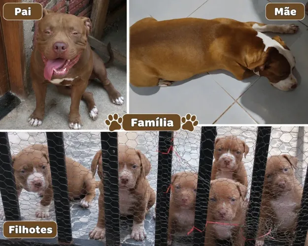? Vende-se filhotes de Pitbull ?