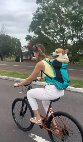 Mochila para cachorro