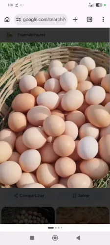 Ovos caipira e galinhas semi caipira