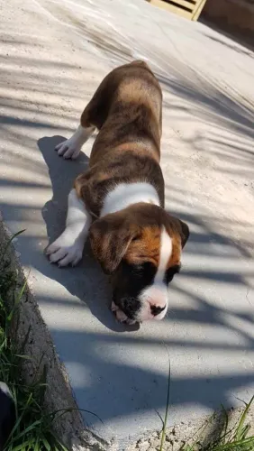 Boxer filhotes dourados e tirados disponíveis 