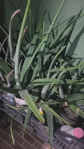 Aloe vera Muda se babosa