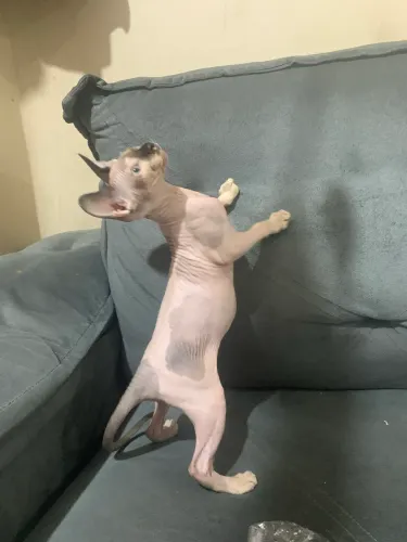 Sphynx fêmea linda