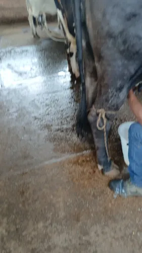 Ofereço o meu serviço pra tomar conta de uma chácara