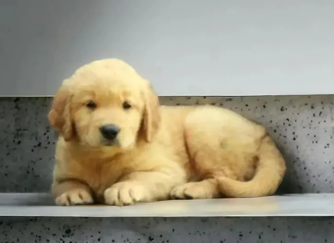Golden O melhor presente para o Dia das Mães