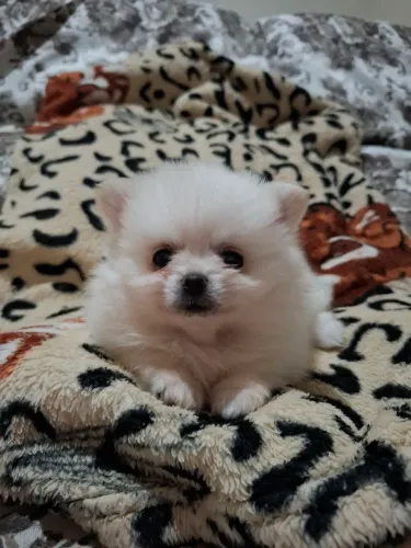 Vendo filhote macho de Lulu da Pomerania