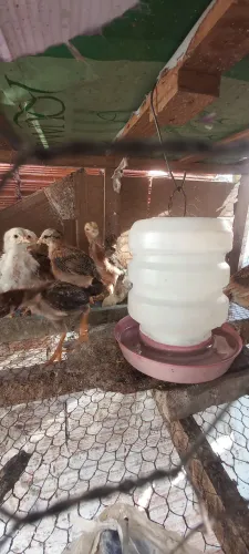 Pintinhos caipira