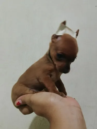 Pinscher fêmea zero