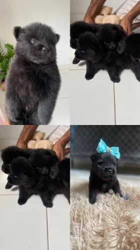 Filhotes de Chow Chow fêmeas na cor preta