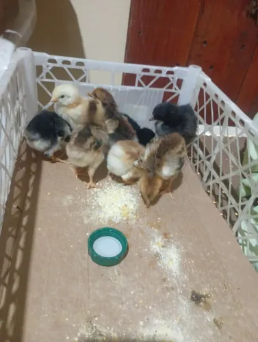 Promoção pintinhos gsb balão 14 unidades por 500 reais