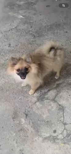 Spitz Fêmea