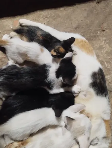 Doação de gatinhos