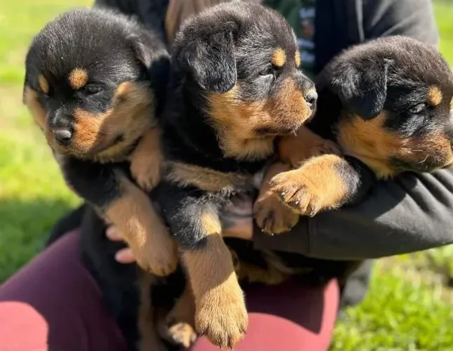 Rottweiler com otima procedencia