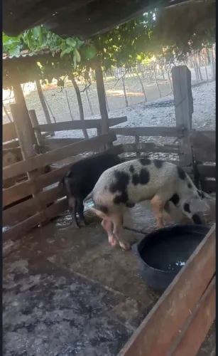 VENDO PORCA 