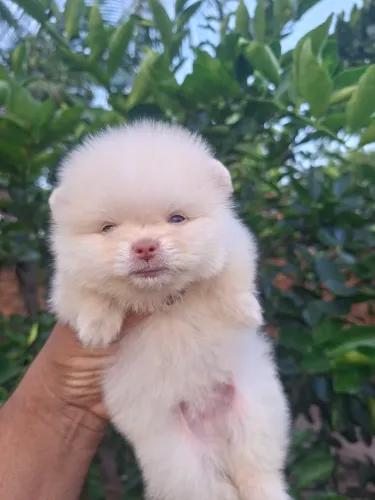 Spitz alemão