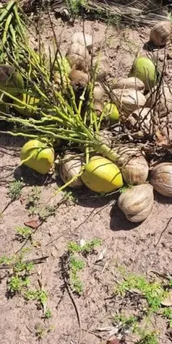 Vendo coco seco e verde 