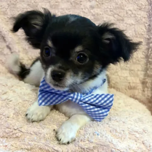 Chihuahua/ Beleza em um só filhote 