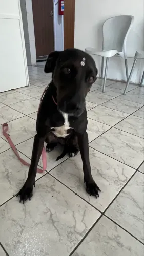 Adoção responsável