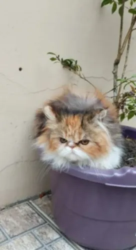 Gatinha Persa Fêmea à Venda